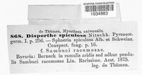 Diaporthe spiculosa image